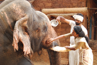 white_elephant_movie