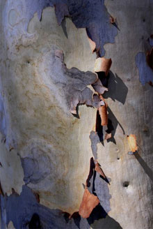 Eucalyptus Bark  005